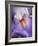 USA, California, San Diego, Bearded Iris-Ann Collins-Framed Photographic Print