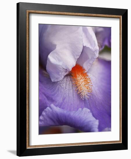 USA, California, San Diego, Bearded Iris-Ann Collins-Framed Photographic Print