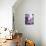 USA, California, San Diego. Bearded Iris-Ann Collins-Photographic Print displayed on a wall