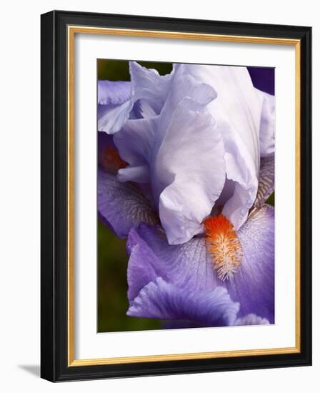 USA, California, San Diego. Bearded Iris-Ann Collins-Framed Photographic Print