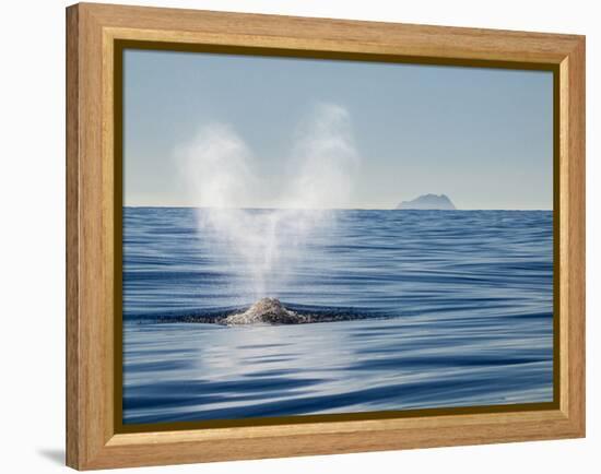 USA, California, San Diego. California Gray Whale Migrating South Toward Mexico-Ann Collins-Framed Premier Image Canvas