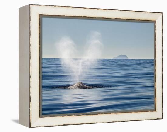 USA, California, San Diego. California Gray Whale Migrating South Toward Mexico-Ann Collins-Framed Premier Image Canvas