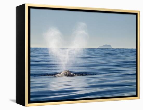 USA, California, San Diego. California Gray Whale Migrating South Toward Mexico-Ann Collins-Framed Premier Image Canvas