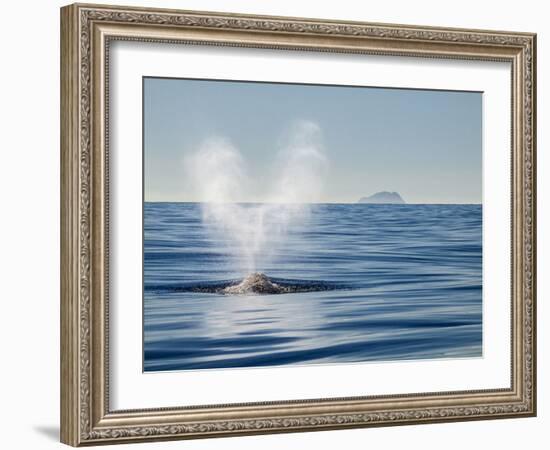 USA, California, San Diego. California Gray Whale Migrating South Toward Mexico-Ann Collins-Framed Photographic Print