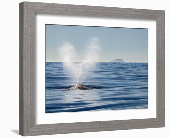 USA, California, San Diego. California Gray Whale Migrating South Toward Mexico-Ann Collins-Framed Photographic Print