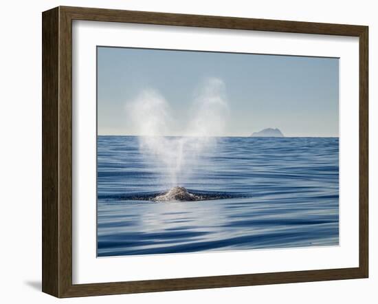 USA, California, San Diego. California Gray Whale Migrating South Toward Mexico-Ann Collins-Framed Photographic Print