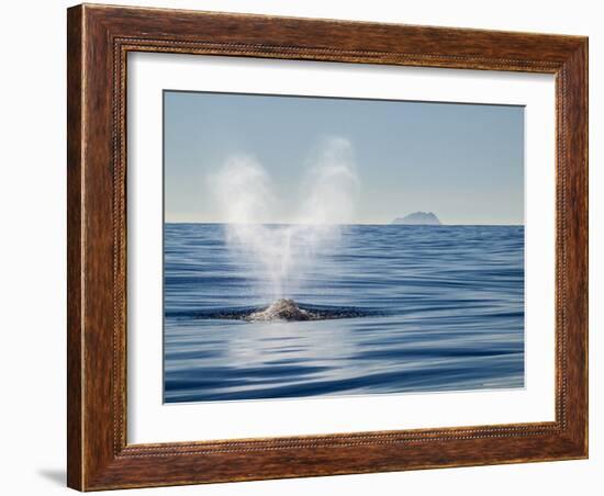 USA, California, San Diego. California Gray Whale Migrating South Toward Mexico-Ann Collins-Framed Photographic Print