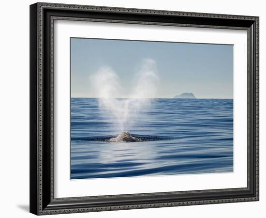 USA, California, San Diego. California Gray Whale Migrating South Toward Mexico-Ann Collins-Framed Photographic Print