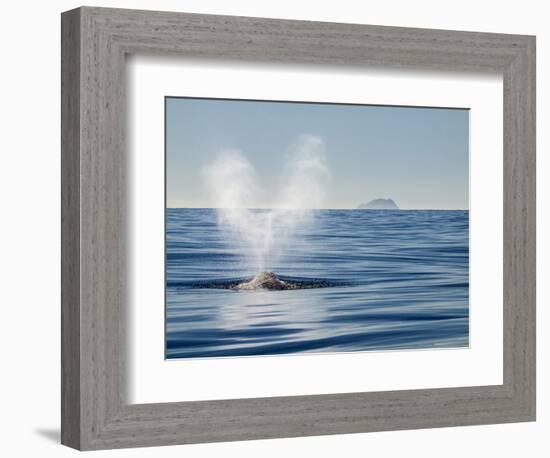 USA, California, San Diego. California Gray Whale Migrating South Toward Mexico-Ann Collins-Framed Photographic Print