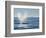 USA, California, San Diego. California Gray Whale Migrating South Toward Mexico-Ann Collins-Framed Photographic Print