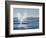 USA, California, San Diego. California Gray Whale Migrating South Toward Mexico-Ann Collins-Framed Photographic Print