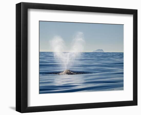 USA, California, San Diego. California Gray Whale Migrating South Toward Mexico-Ann Collins-Framed Photographic Print