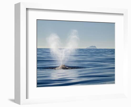 USA, California, San Diego. California Gray Whale Migrating South Toward Mexico-Ann Collins-Framed Photographic Print