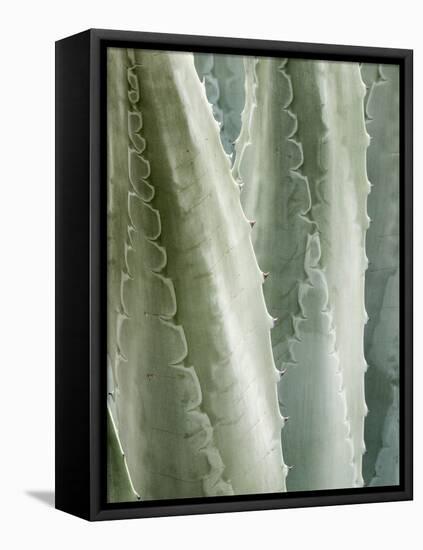 USA, California, San Diego, Close-Up of Agave Americana-Ann Collins-Framed Premier Image Canvas