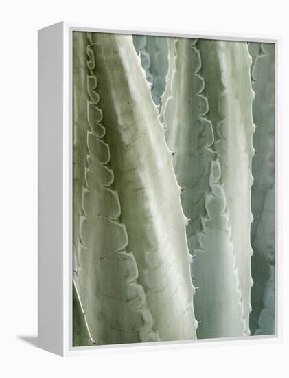 USA, California, San Diego, Close-Up of Agave Americana-Ann Collins-Framed Premier Image Canvas