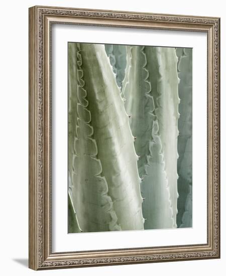 USA, California, San Diego, Close-Up of Agave Americana-Ann Collins-Framed Photographic Print