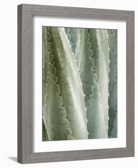 USA, California, San Diego, Close-Up of Agave Americana-Ann Collins-Framed Photographic Print