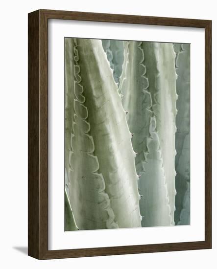 USA, California, San Diego, Close-Up of Agave Americana-Ann Collins-Framed Photographic Print