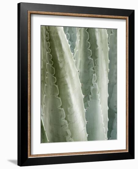 USA, California, San Diego, Close-Up of Agave Americana-Ann Collins-Framed Photographic Print