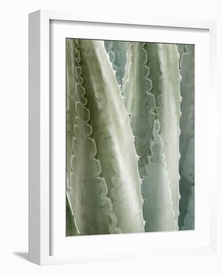 USA, California, San Diego, Close-Up of Agave Americana-Ann Collins-Framed Photographic Print