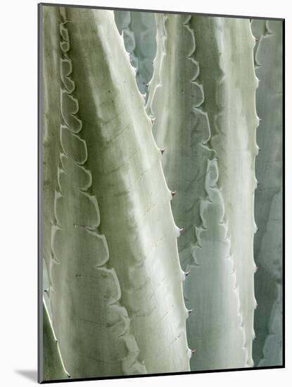 USA, California, San Diego, Close-Up of Agave Americana-Ann Collins-Mounted Photographic Print