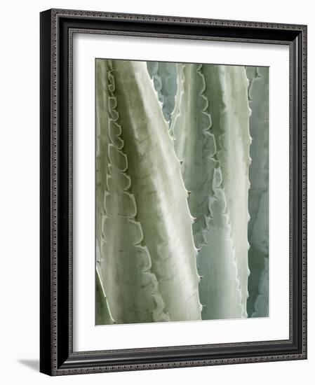 USA, California, San Diego, Close-Up of Agave Americana-Ann Collins-Framed Photographic Print