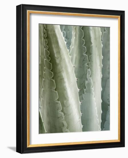 USA, California, San Diego, Close-Up of Agave Americana-Ann Collins-Framed Photographic Print