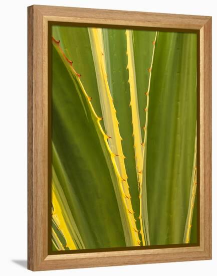 USA, California, San Diego, Close-Up of Agave Plant-Ann Collins-Framed Premier Image Canvas