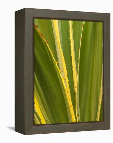 USA, California, San Diego, Close-Up of Agave Plant-Ann Collins-Framed Premier Image Canvas