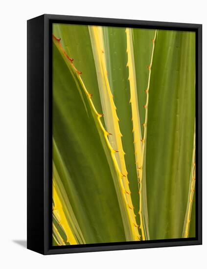 USA, California, San Diego, Close-Up of Agave Plant-Ann Collins-Framed Premier Image Canvas