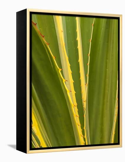 USA, California, San Diego, Close-Up of Agave Plant-Ann Collins-Framed Premier Image Canvas