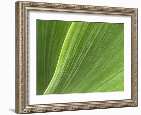 USA, California, San Diego, Close-Up of Agave Plant-Ann Collins-Framed Photographic Print