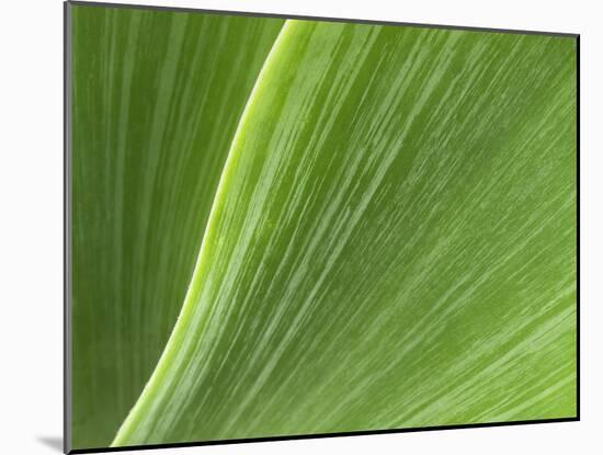 USA, California, San Diego, Close-Up of Agave Plant-Ann Collins-Mounted Photographic Print