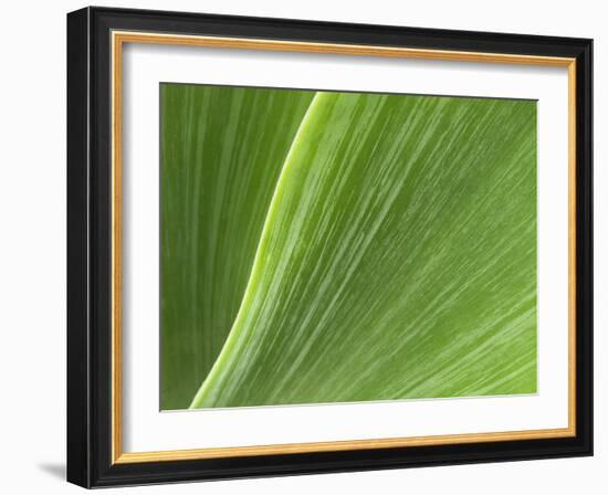 USA, California, San Diego, Close-Up of Agave Plant-Ann Collins-Framed Photographic Print