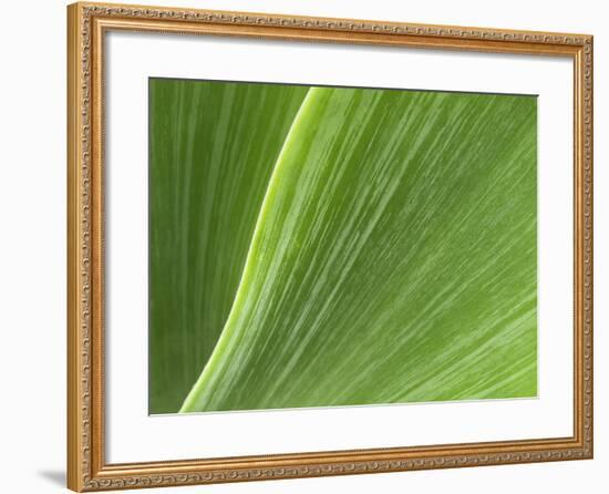 USA, California, San Diego, Close-Up of Agave Plant-Ann Collins-Framed Photographic Print