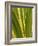 USA, California, San Diego, Close-Up of Agave Plant-Ann Collins-Framed Photographic Print