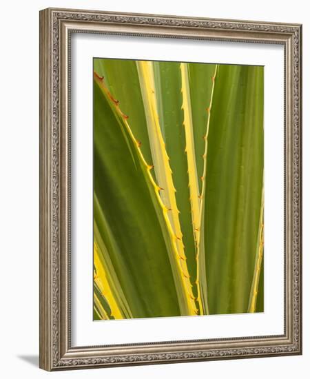 USA, California, San Diego, Close-Up of Agave Plant-Ann Collins-Framed Photographic Print