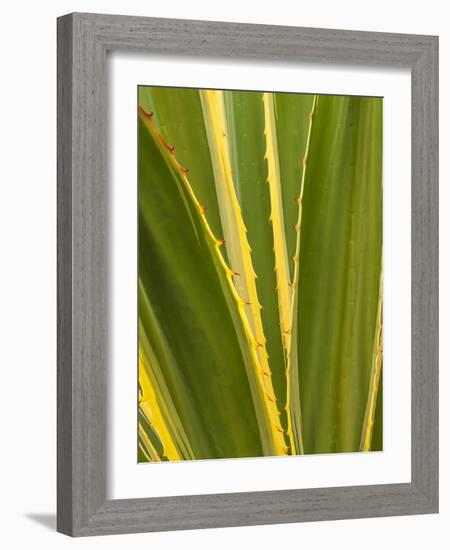 USA, California, San Diego, Close-Up of Agave Plant-Ann Collins-Framed Photographic Print
