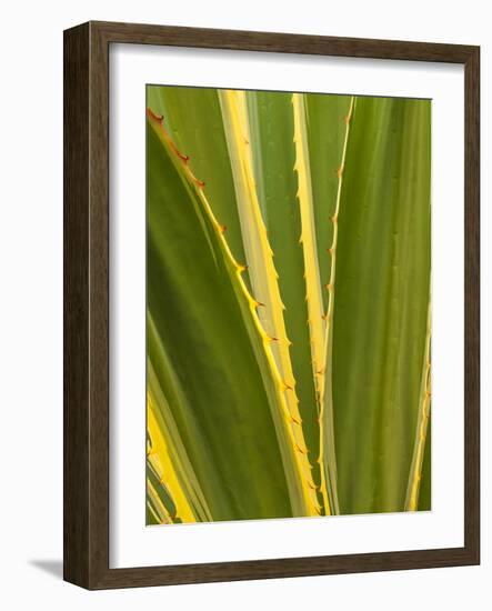 USA, California, San Diego, Close-Up of Agave Plant-Ann Collins-Framed Photographic Print