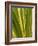 USA, California, San Diego, Close-Up of Agave Plant-Ann Collins-Framed Photographic Print