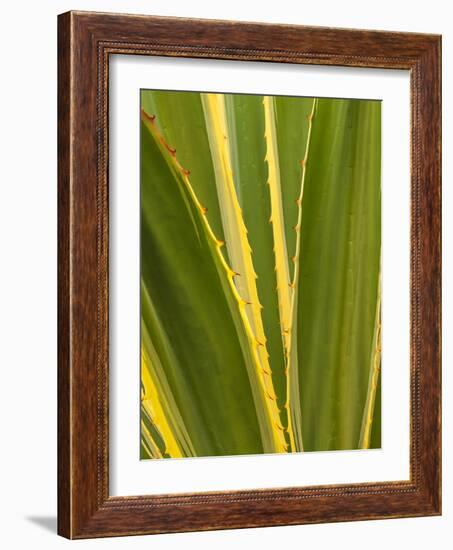 USA, California, San Diego, Close-Up of Agave Plant-Ann Collins-Framed Photographic Print