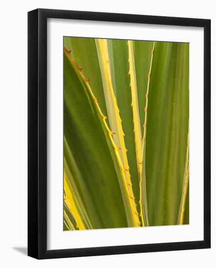 USA, California, San Diego, Close-Up of Agave Plant-Ann Collins-Framed Photographic Print