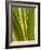 USA, California, San Diego, Close-Up of Agave Plant-Ann Collins-Framed Photographic Print