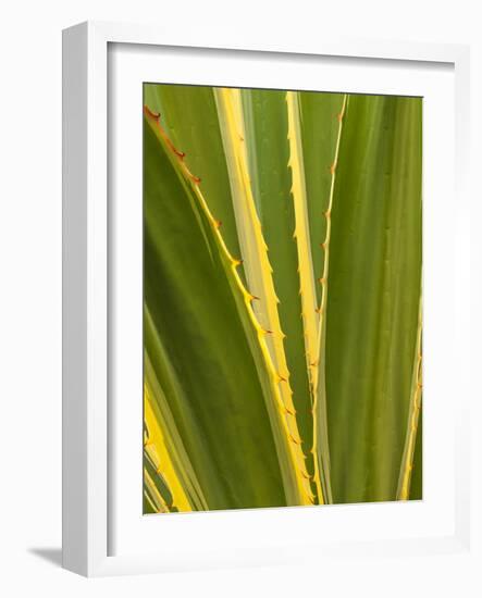 USA, California, San Diego, Close-Up of Agave Plant-Ann Collins-Framed Photographic Print