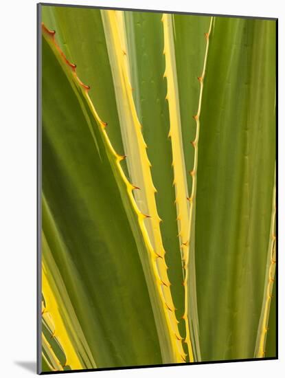 USA, California, San Diego, Close-Up of Agave Plant-Ann Collins-Mounted Photographic Print