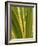 USA, California, San Diego, Close-Up of Agave Plant-Ann Collins-Framed Photographic Print