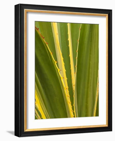 USA, California, San Diego, Close-Up of Agave Plant-Ann Collins-Framed Photographic Print