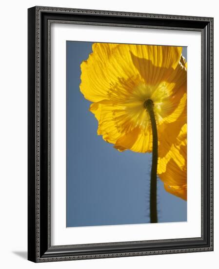 USA, California, San Diego, Iceland poppy-Ann Collins-Framed Photographic Print