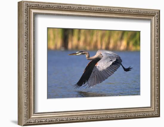 USA, California, San Diego, Lakeside. Great Blue Heron Flying-Jaynes Gallery-Framed Photographic Print