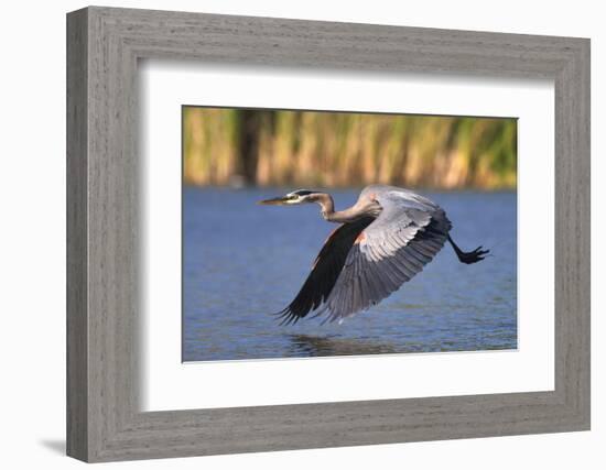 USA, California, San Diego, Lakeside. Great Blue Heron Flying-Jaynes Gallery-Framed Photographic Print